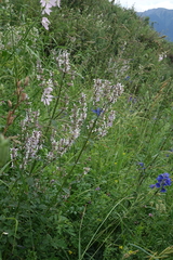 (c) Oleg Kosterin, some rights reserved (CC BY) Nepeta nuda, photograph (c) Oleg Kosterin, some rights reserved (CC BY)