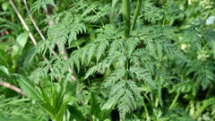 Anthriscus sylvestris