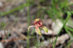 Caladenia discoidea