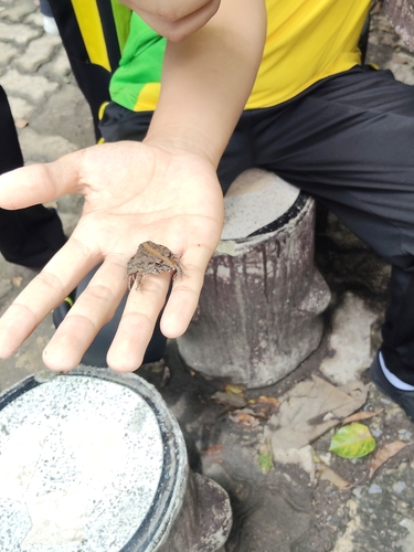 Paddy Field Frog