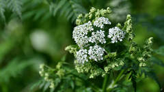 Anthriscus sylvestris