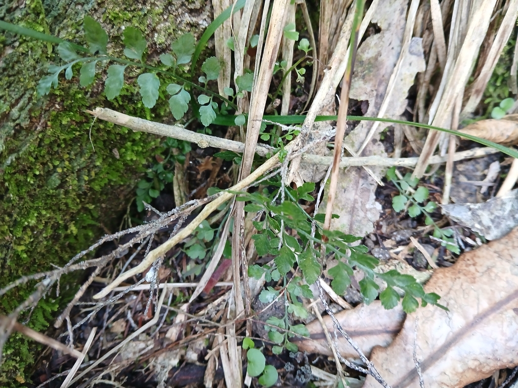 Asplenium hookerianum; photograph (c) naturewatchwidow, some rights reserved (CC BY)