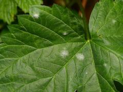 Podosphaera macularis