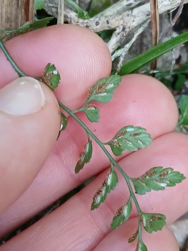 Asplenium hookerianum, photograph 3
