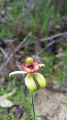 Caladenia discoidea