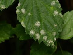 Podosphaera macularis