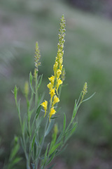 Linaria angustissima