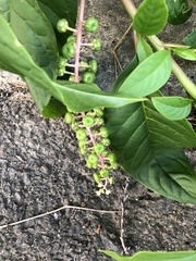 Phytolacca americana