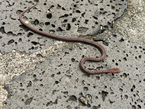 Common Mock Viper