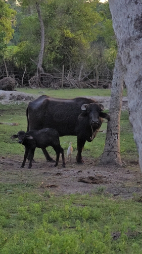 Domestic Water Buffalo