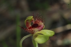 Caladenia discoidea