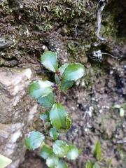Gaultheria antipoda, photograph (c) naturewatchwidow, some rights reserved (CC BY)
