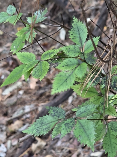 Pterophylla racemosa, photograph 6