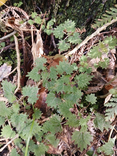 Urtica sykesii, photograph 3