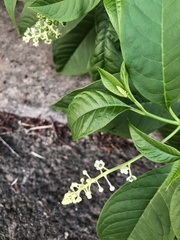 Phytolacca americana