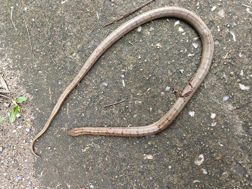Taiwan Kukri Snake
