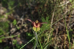 Caladenia discoidea