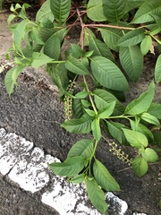 Phytolacca americana