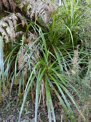 (c) naturewatchwidow, some rights reserved (CC BY) Freycinetia banksii, photograph (c) naturewatchwidow, some rights reserved (CC BY)