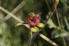 Caladenia discoidea