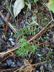 Prumnopitys taxifolia, photograph (c) naturewatchwidow, some rights reserved (CC BY)