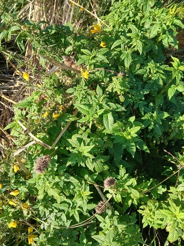 Cedronella canariensis, photograph 2