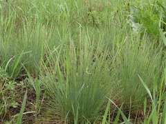 Festuca valesiaca
