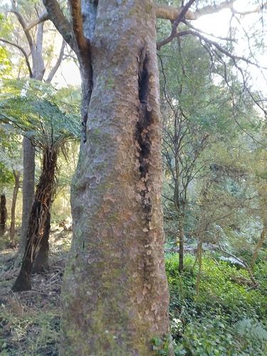 Prumnopitys taxifolia, photograph 3