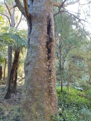 Prumnopitys taxifolia, photograph (c) naturewatchwidow, some rights reserved (CC BY)