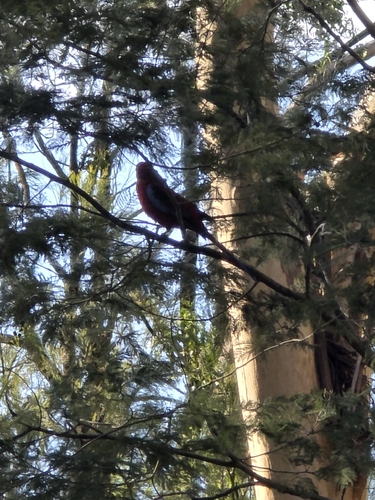 Crimson Rosella