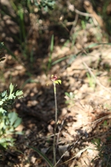 Caladenia discoidea