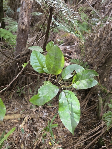 Litsea calicaris, photograph 4