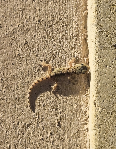 Moorish Gecko