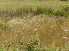 Stipa austroitalica