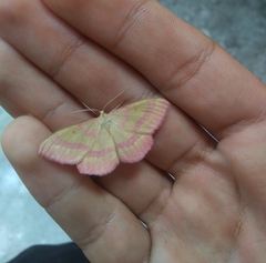 Rhodostrophia discopunctata