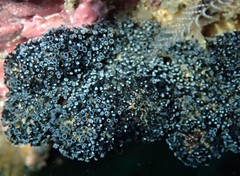 Entoprocta