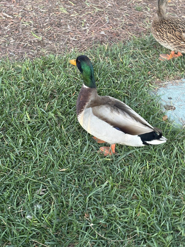 Mallard