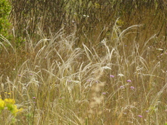 Stipa austroitalica