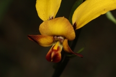 Diuris brumalis