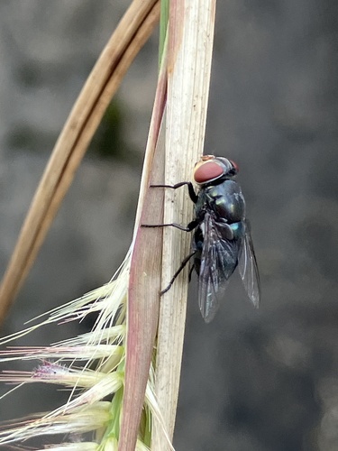 Oriental Latrine Fly