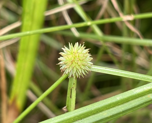 Asiatic Greenhead Sedge