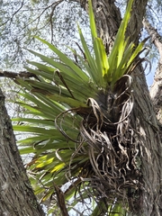 Astelia hastata, photograph author not stated, no rights reserved