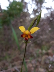 Diuris brumalis