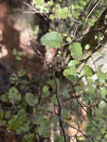 Nothofagus truncata, photograph 3