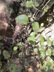 Nothofagus truncata, photograph author not stated, no rights reserved