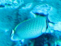 Chaetodon guttatissimus