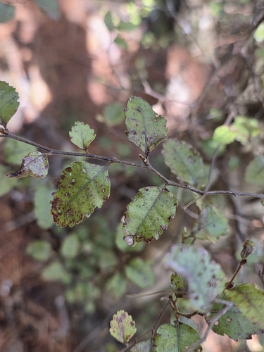 Nothofagus truncata, photograph 5
