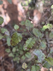 Nothofagus truncata, photograph author not stated, no rights reserved