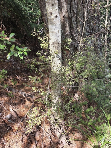 Nothofagus truncata, photograph 6