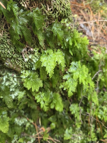Hymenophyllum flabellatum, photograph 5